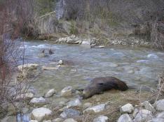 La caída de animales en el canal de Anzánigo vuelve a provocar denuncias