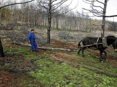 Los pueblos afectados por el fuego de Corbalán piden fondos para cuidar el bosque que se salvó
