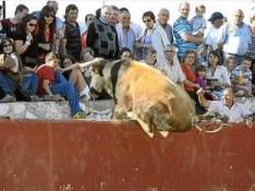 El salto del toro que huyó de la plaza de Longares, en imágenes