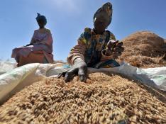 África está ensayando nuevas formas de cultivo