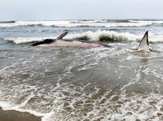 La ballena varada en Lugo, devuelta al mar