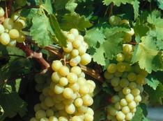 La sequía disminuye la producción de vino en Aragón