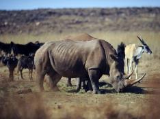 Más de mil rinocerontes han muerto este año en Sudáfrica a manos de furtivos