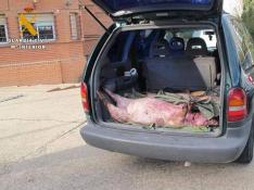 La Guardia Civil recupera cuatro cerdos robados y sacrificados ilegalmente
