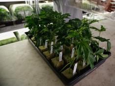 Chile inicia el cultivo legal de marihuana terapéutica