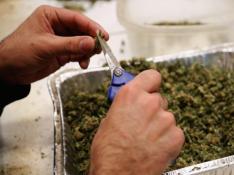 Un granjero de EE.UU. subastará casi una tonelada de cannabis