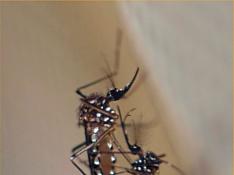 Detectan el mecanismo de entrada del virus del dengue en las c&eacute;lulas