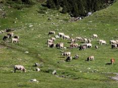 Europa no contempla los pastos con arbolado denso, comunes en Aragón