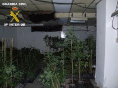 Incautadas más de 1150 plantas de marihuana en Fabara y Chiprana