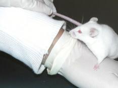 Foto de archivo de un ratón de labotatorio.