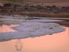 CHA denuncia la aparición de algas y agua dulce en las Saladas de  Chiprana