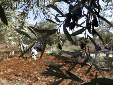 Aragón bate récords en la campaña del aceite de oliva