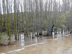 La crecida del río provoca incidencias en Plasencia de Jalón
