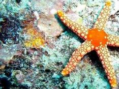 Un virus podría estar acabando con millones de estrellas de mar