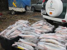 El Seprona decomisa más de 1.000 kilos de pescado congelado