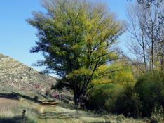 ​Un chopo de Teruel, candidato español en el concurso 'European Tree of the Year 2015'