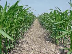 Campo de maíz cultivado según las técnicas de la agricultura de conservación