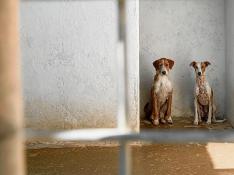 Dos perros, en una de las jaulas del centro de protección animal de Peñaflor.