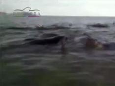 ?Mueren 24 de las 27 ballenas varadas en México