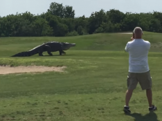 Un caimán gigante pasea por un campo de golf en Florida.