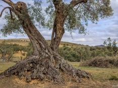 Apadrinaunolivo.org ha recuperado 4.500 olivos en Oliete (Teruel)