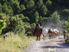Los pastores han guiado a los caballos por las vías pecuarias que comunican los humedales de Valencia y Teruel.