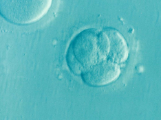 La quimioterapia puede afectar a los óvulos y producir infertilidad a las mujeres en edad reproductora.