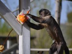 Un mono capuchino se acerca a unas frutas congeladas en el parque de Sendaviva.