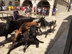 Las vacas protagonizaron la jornada festiva del miércoles.