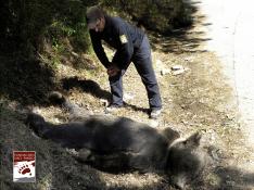 Muere un oso pardo a causa de un disparo