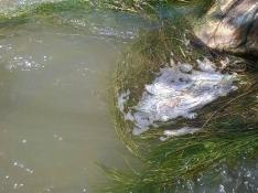 Imágenes compartidas por IU Fraga en las que se aprecian las espumas en el cauce del río Cinca.