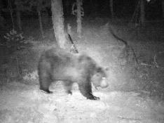 El oso Neré dando un paseo por la noche.