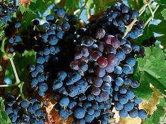 Racimos de uva tinta en unos viñedos de la Denominación de Origen Cariñena.