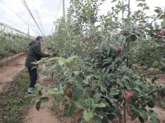 La plantación de manzanos más extensa de Teruel duplica su producción con 100 hectáreas