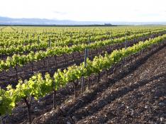 Santiago Gracia: "El vino y la viña, sin su tierra y patrimonio, son poco"