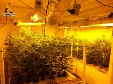 Localizan un cultivo de marihuana en el interior de una vivienda en Alforque