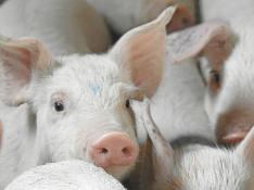 El ganado porcino es cada vez más líder en Aragón