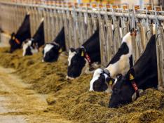 Productores del norte se unen contra las 20.000 vacas sorianas y exigen un límite de capacidad