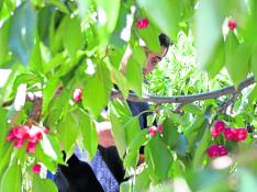 UAGA espera más de 700.000 toneladas de fruta, una cosecha "nunca antes alcanzada"