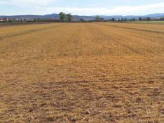 Situación de los campos de cereal de invierno de la zona turolense de Jiloca, ayer.