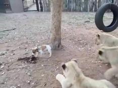 Perrito vs leones...¿Quién ganará?