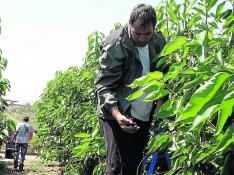 El Bajo Cinca espera una campaña de la fruta con un 13% más de producción y mejor calidad