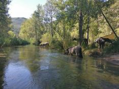 Los caballos limpian de cañas un tramo del río Turia a la salida de Loriguilla (Valencia).