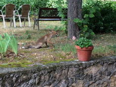 Uno de los ejemplares de zorro que 'visita' con frecuencia el Balneario de Manzanera.