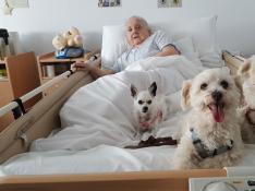 Terapia con perros para 'olvidarse' del alzhéimer