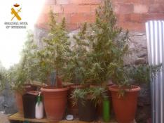 Dos detenidos por intentar robar en una vivienda de Letux y cultivar marihuana en su vivienda de Nonaspe