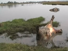 Un centenar de hipopótamos muere en Namibia debido a un brote de carbunco