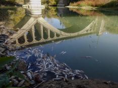 Cientos de peces, muertos en las orillas del río Cinca.