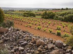 Esta empresa posee 3.800 hectáreas de viñedo.