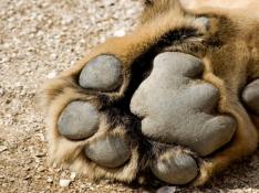 Un zoo sueco admite haber sacrificado nueve cachorros de león por falta de espacio